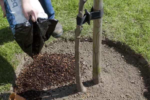بهترین کود شیمیای برای درختان میوه